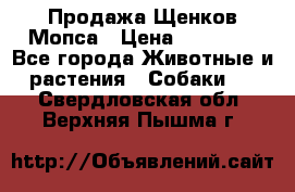 Продажа Щенков Мопса › Цена ­ 18 000 - Все города Животные и растения » Собаки   . Свердловская обл.,Верхняя Пышма г.